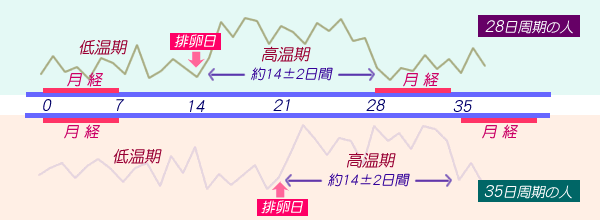 予定 妊娠 週 日 から 数 計算 受精日・最終生理日自動計算ツール～現在の妊娠週数から逆算できます～