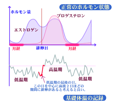 基礎体温 下がった 排卵