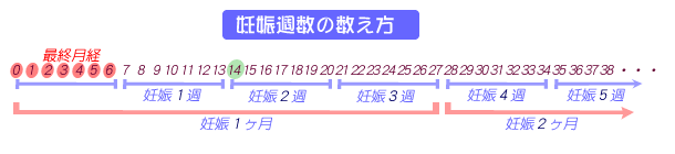 計算 ツール 妊娠 週 数