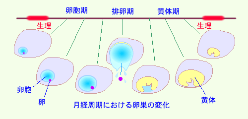 着床おりもの 着床時期の症状と、大事な過ごし方！この時期おりものはどうなる？