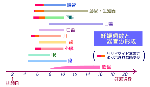 期間 数え 方 中絶