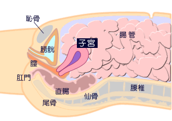 全 摘出 その後 子宮